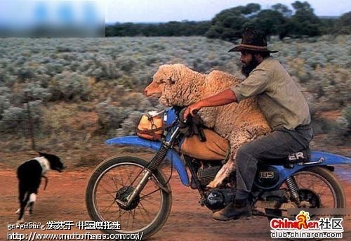 求给个卖巧格上外牌的地方 - 上海摩友交流区