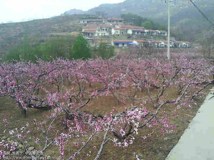 山东省淄博市博山区池上镇看桃花节去-属短途