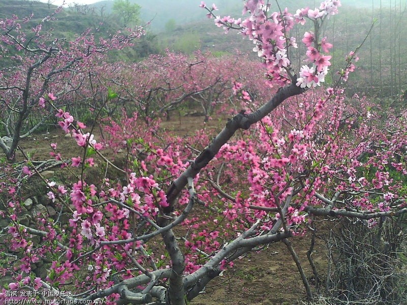 山东省淄博市博山区池上镇看桃花节去-属短途
