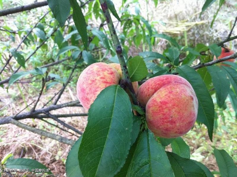 带着老婆,游山玩水摘桃子! - 湖南摩友交流区 - 
