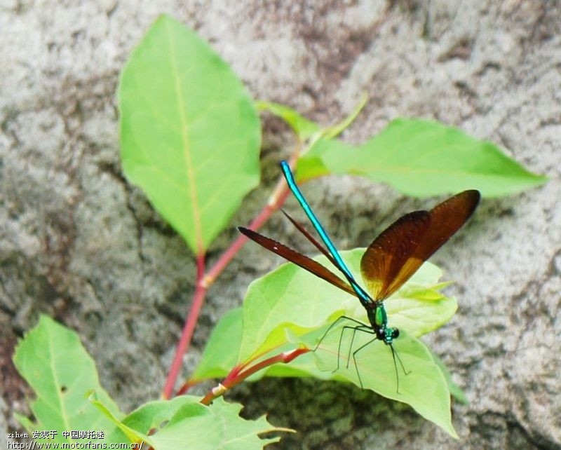 据说,松下GF2加饼干头 轻便且画质好 适合摩游