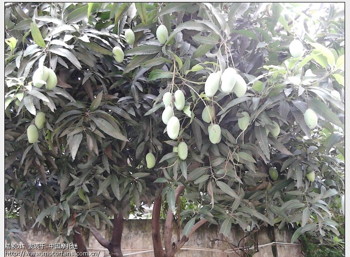 芒果树与那是什么树朋友告知 - 江西摩友交流区