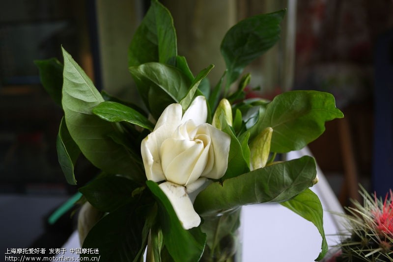 据说,松下GF2加饼干头 轻便且画质好 适合摩游