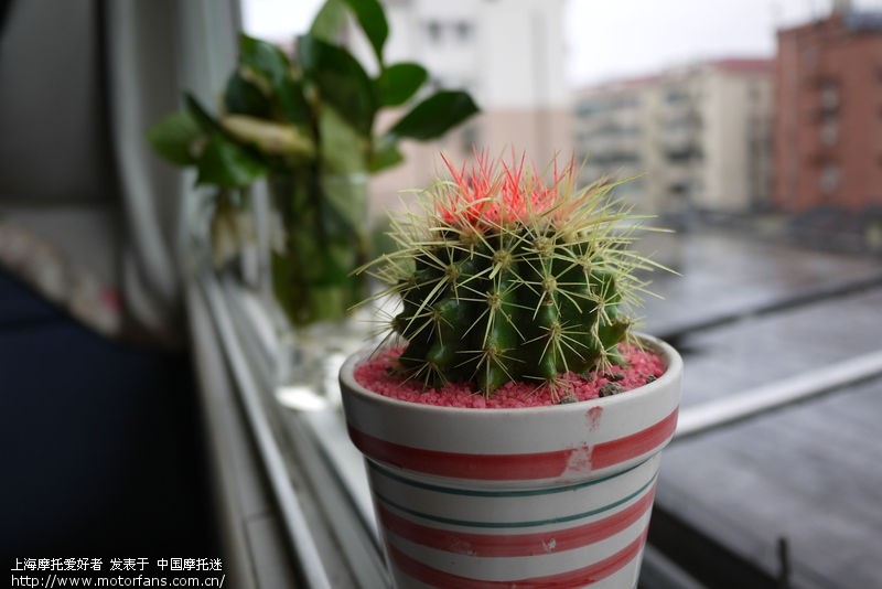 据说,松下GF2加饼干头 轻便且画质好 适合摩游