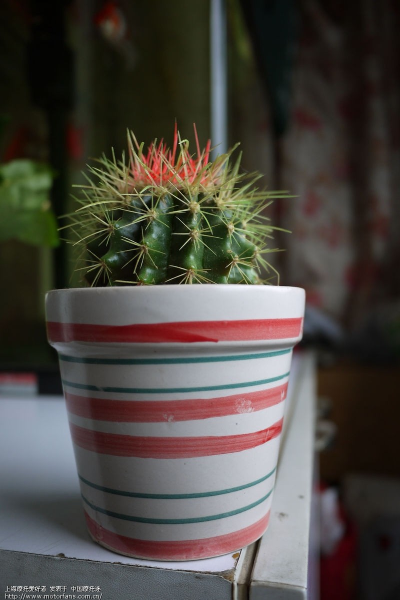 据说,松下GF2加饼干头 轻便且画质好 适合摩游