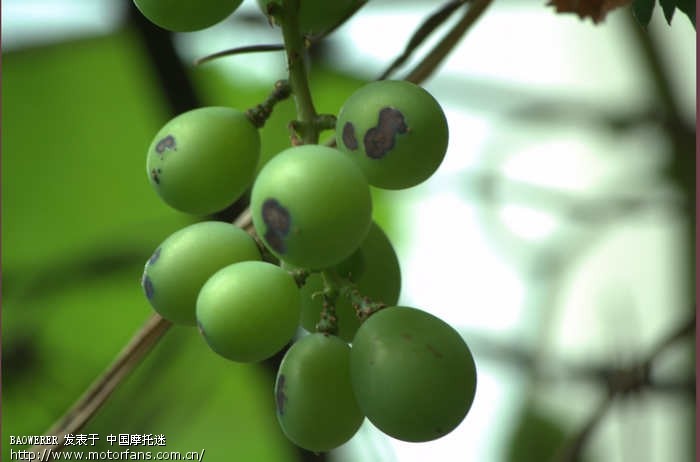 求教,种的葡萄上怎么都是黑斑? - 摩托迷水吧 -