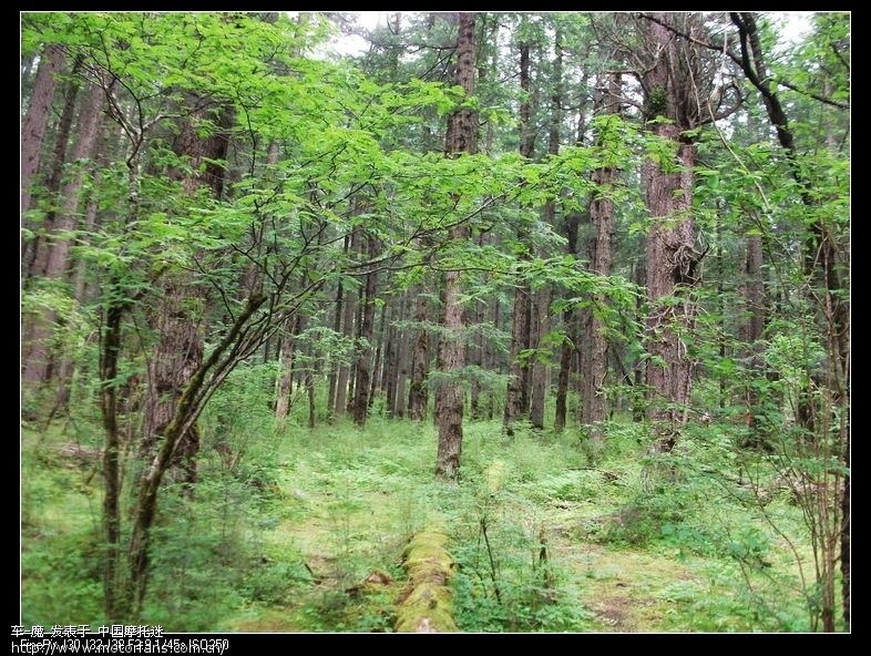 仙境---美丽如画的九寨沟令人神往 - 湖南摩友交
