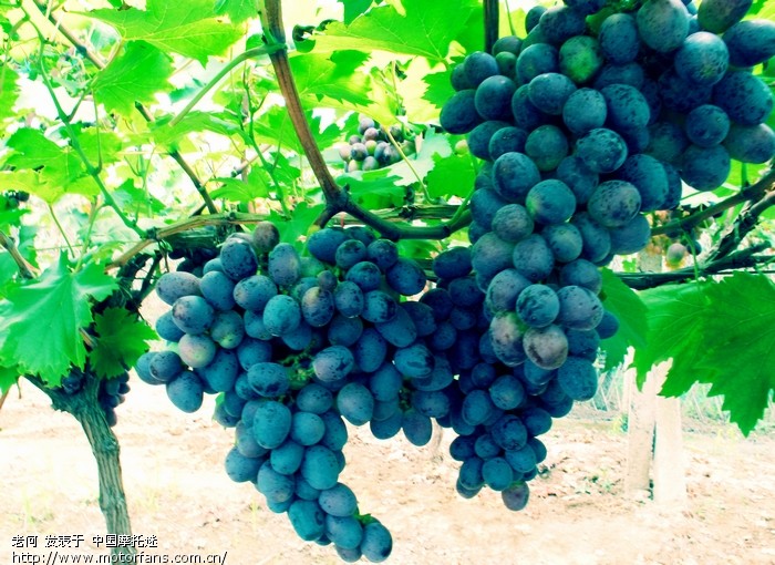 澧县(南方的吐鲁番)的葡萄熟了 - 摄影论坛 - 摩
