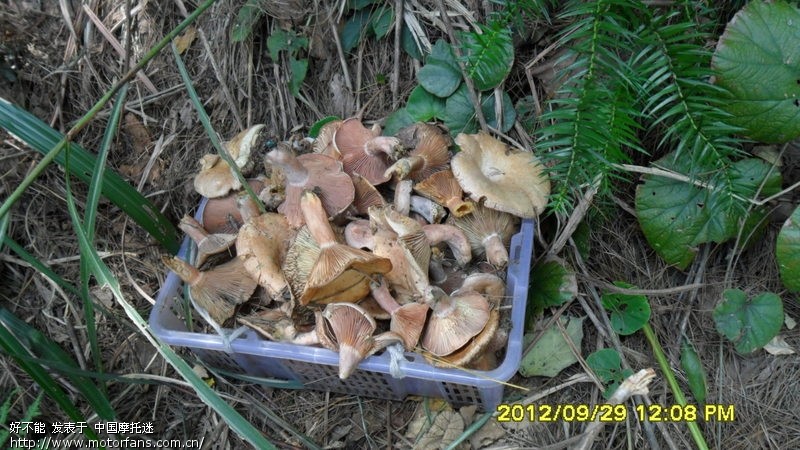 闲来无事小跑筲萁湾买从菌 - 湖南摩友交流区