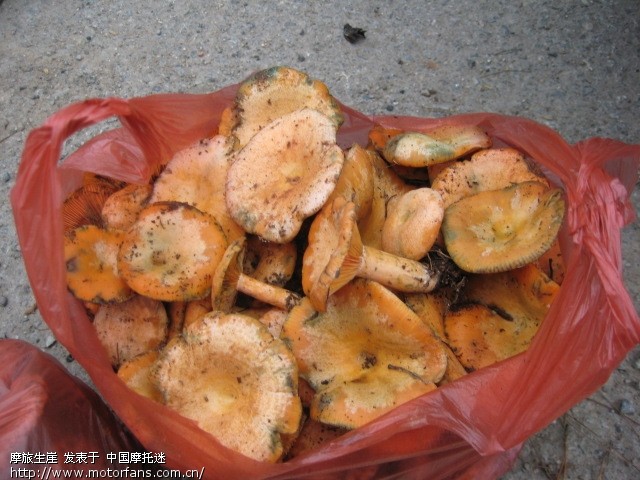 闲来无事小跑筲萁湾买从菌 - 湖南摩友交流区