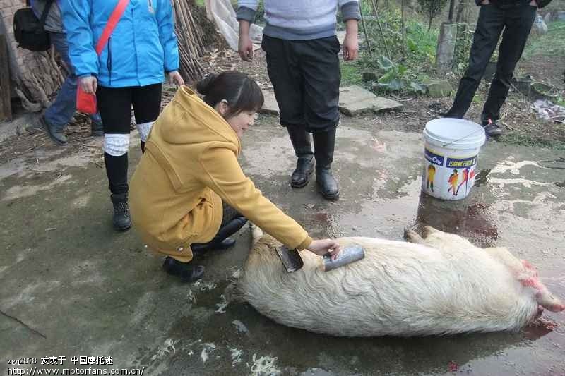 美女杀猪图片_美女杀猪全过程