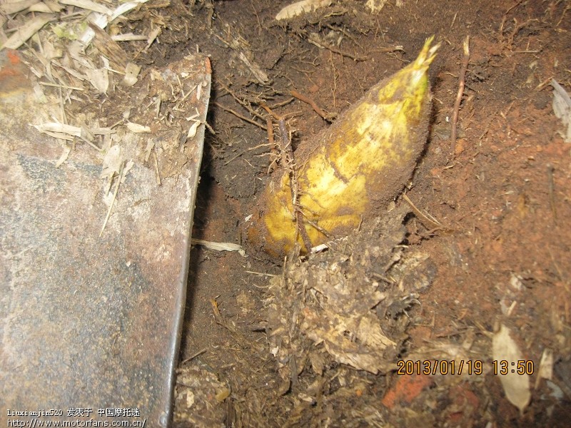 回老家摩旅之挖冬笋 - 四川摩友交流区 - 摩托车论坛 - 中国第一摩托车论坛 - 摩旅进行到底!