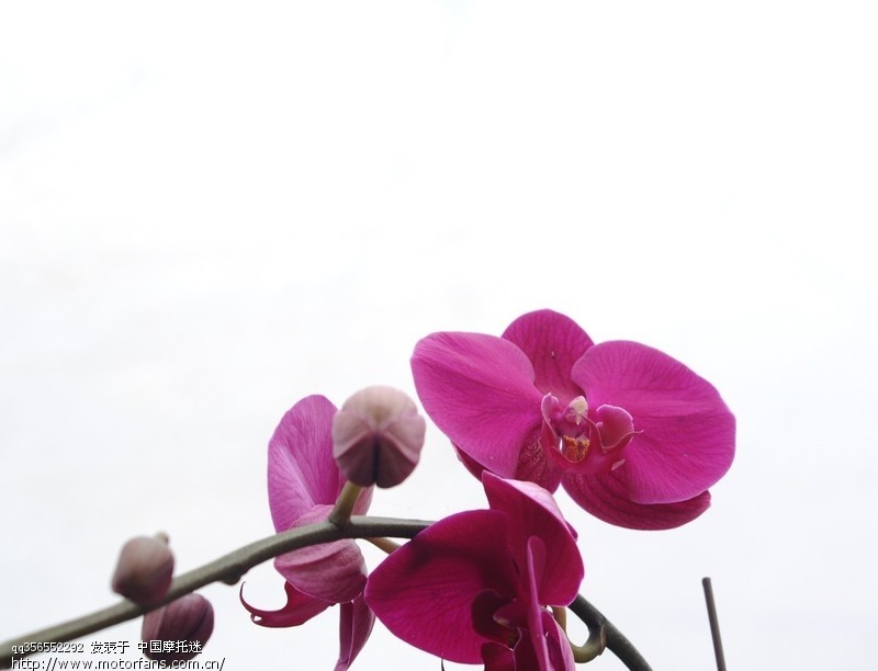 好久不冒泡了 发一组 花图 给大家 赏赏 - 广西摩