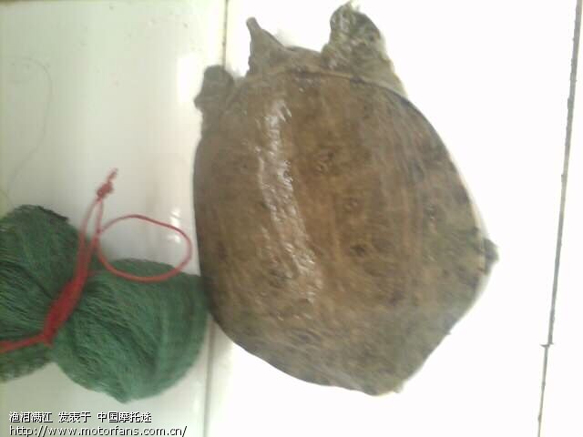 顺带发发去年钓的四脚鱼,赚赚积分 - 渔友之家