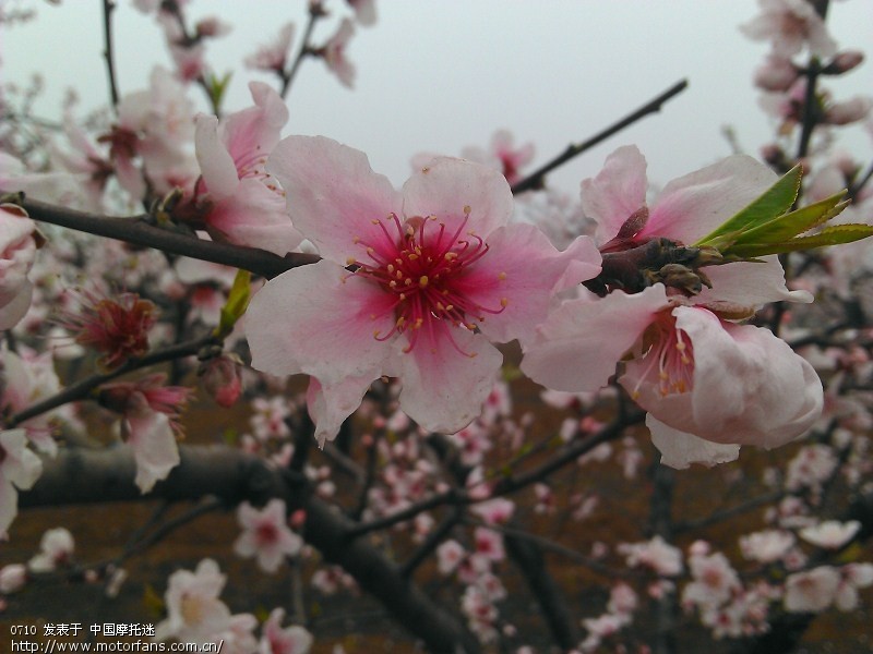 狗三倒减漏油 维修倒减高手进 求维修指点 看帖
