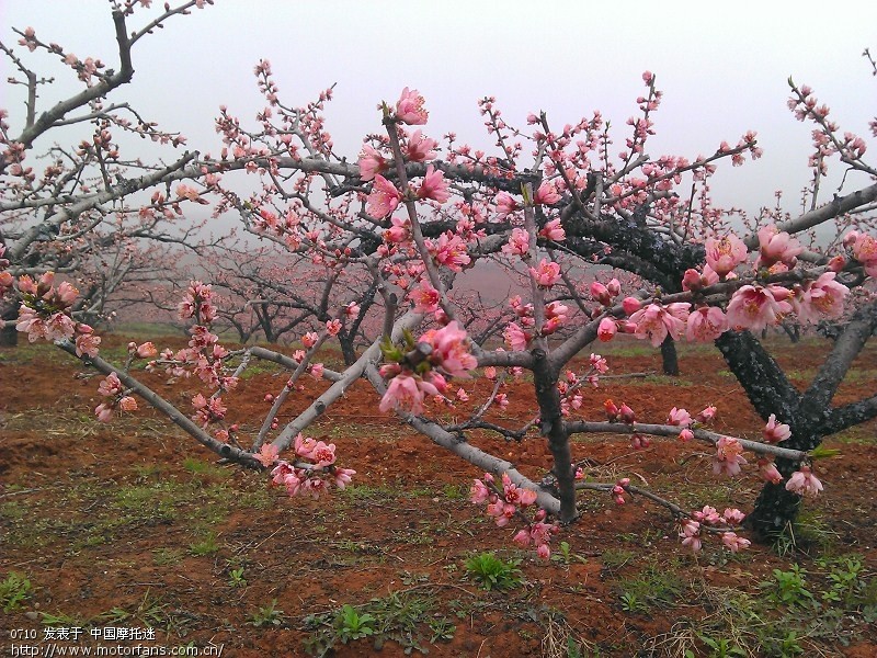 狗三倒减漏油 维修倒减高手进 求维修指点 看帖