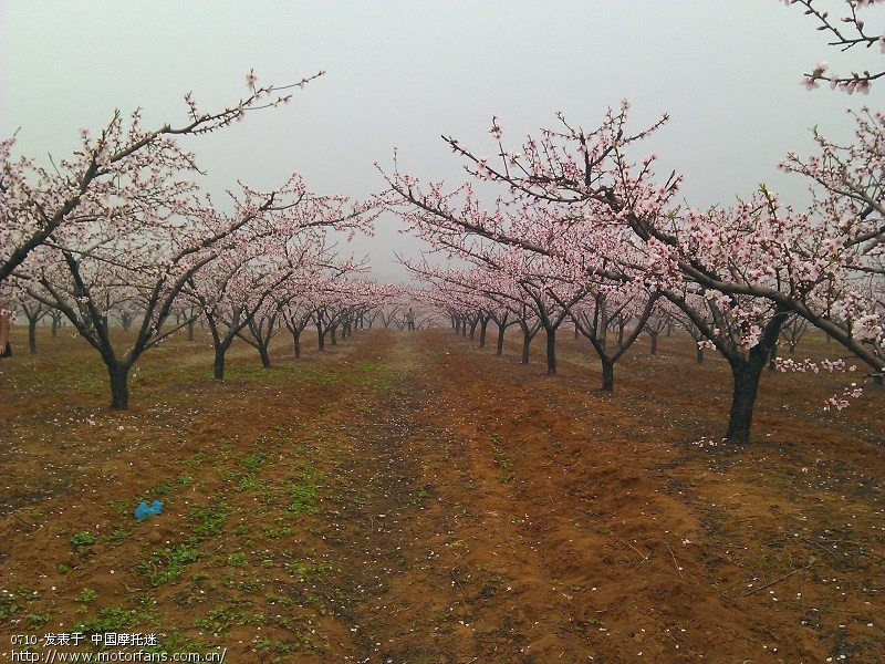 狗三倒减漏油 维修倒减高手进 求维修指点 看帖