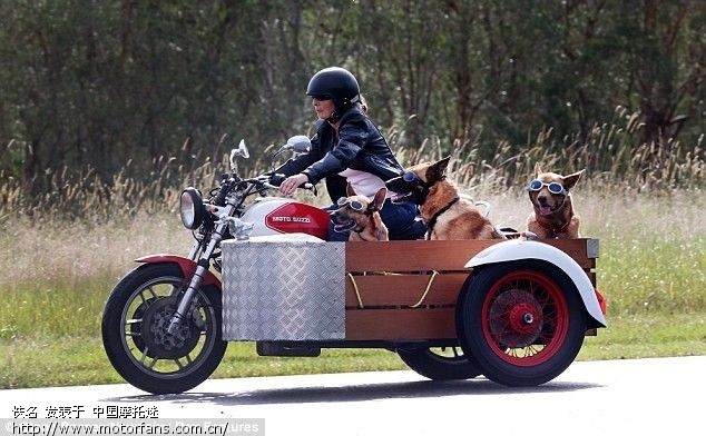 霸气!宠物狗戴墨镜坐摩托车兜风 - 三轮挎子 - 摩