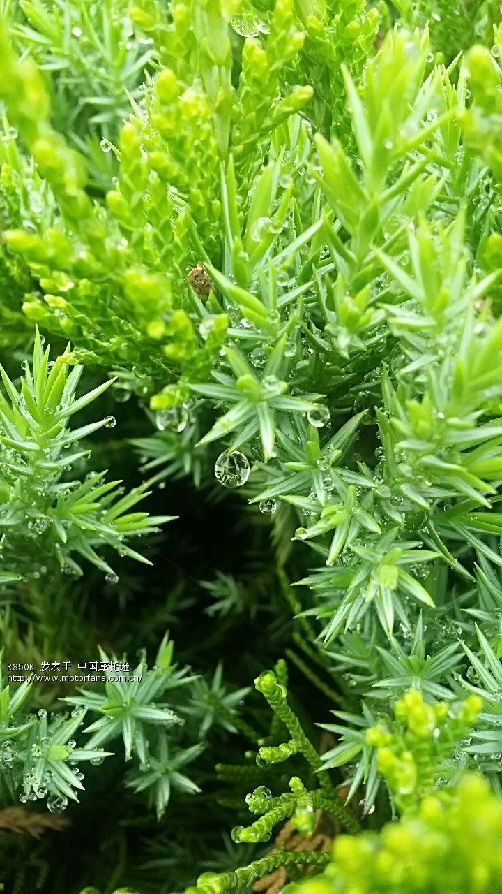 昨天用手机拍了两张微距,现丑~ - 摄影论坛 - 摩