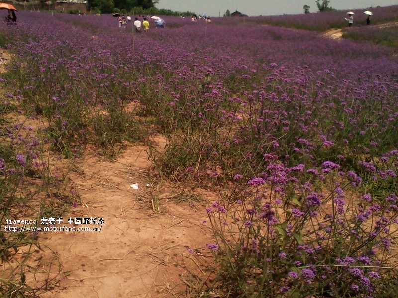 06-12 荣昌仁义 看草 - 摩托车论坛 - 摩托车论坛