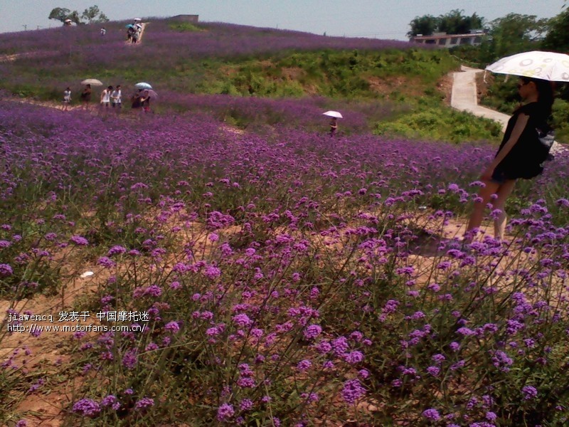 06-12 荣昌仁义 看草 - 摩托车论坛 - 摩托车论坛