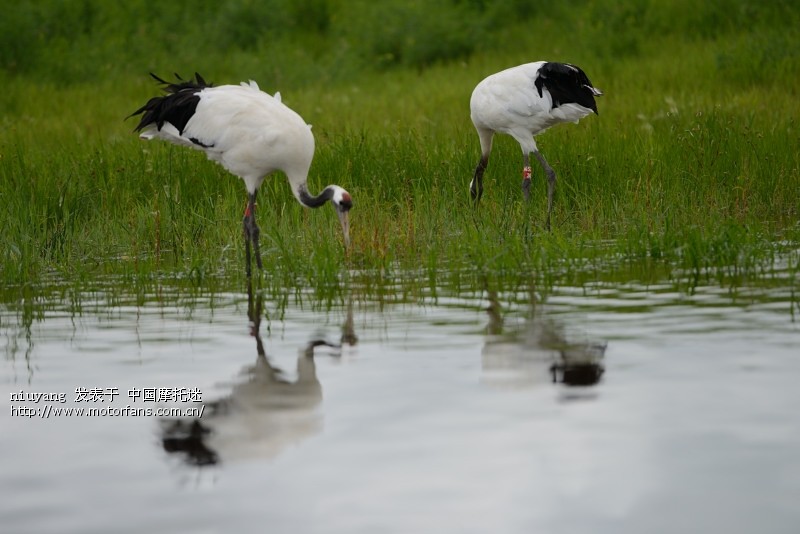 扎龙丹顶鹤 - 2013年7月黑龙江齐齐哈尔梅里斯