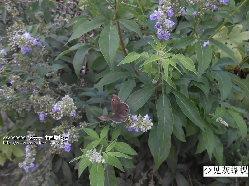 平顶山GN12交强险、车船税作业 - 河南摩友交