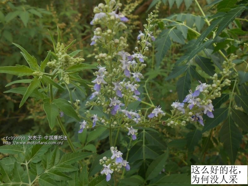 平顶山GN12交强险、车船税作业 - 河南摩友交