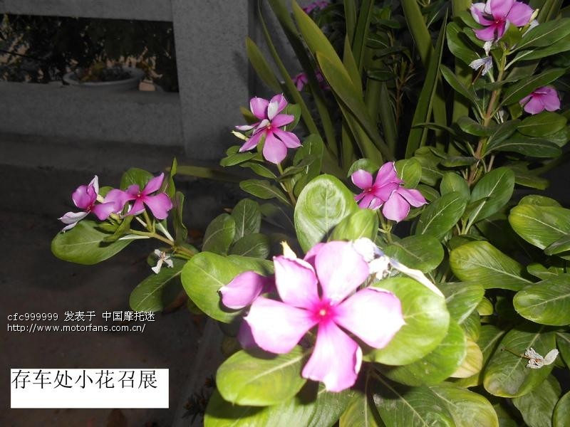 平顶山GN12交强险、车船税作业 - 河南摩友交