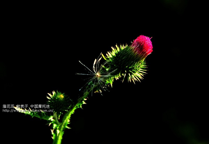 【学学点测光,拍拍低调花花草草】 - 摄影论坛 - 摩托车论坛 - 中国第一摩托车论坛 - 摩旅进行到底!