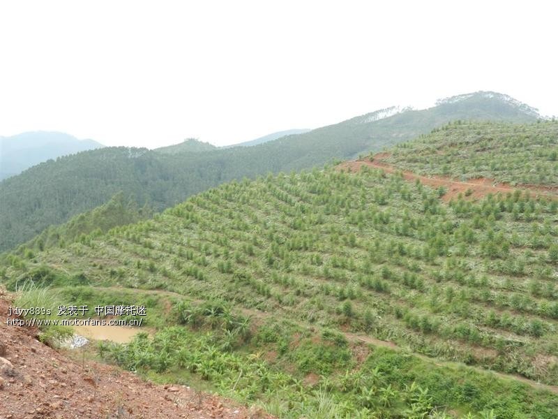 700多公里。沿途大量PP。欢迎来观。 - 五羊本