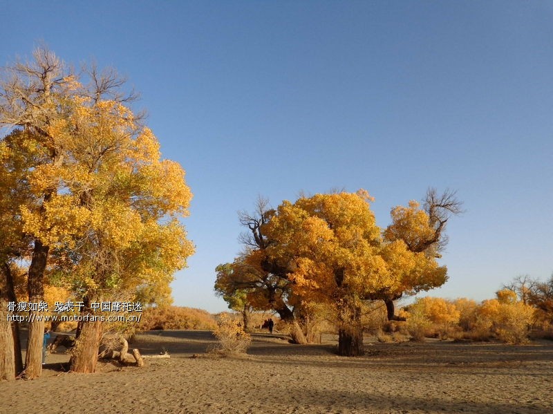 甘南青海额济纳旗 - 陕西摩友交流区 - 宝鸡-星火