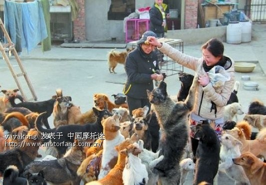 【郑州摩友】11月17日,探访流浪猫狗救助站约伴活动