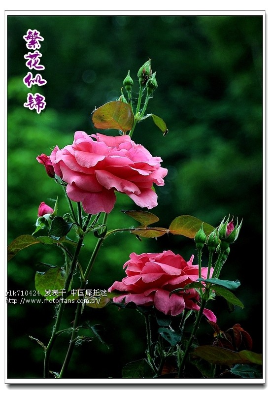 很久没有来雅马哈版块了,今天来说说换7a电瓶