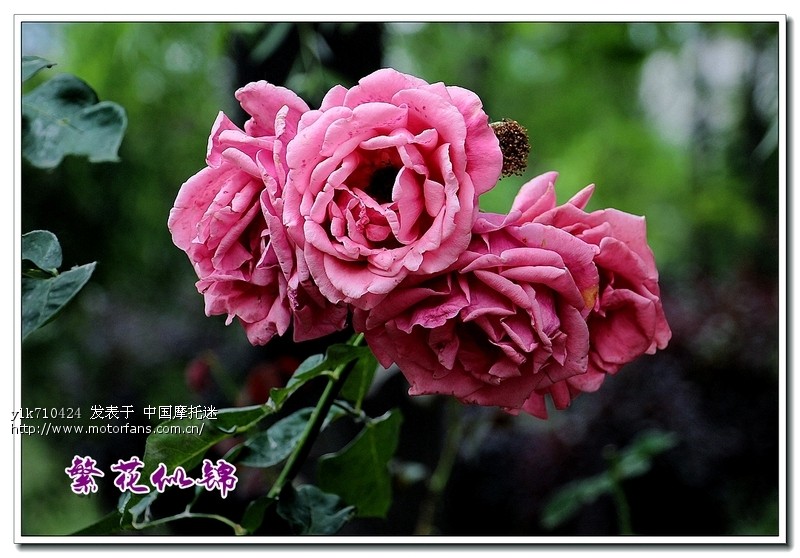 很久没有来雅马哈版块了,今天来说说换7a电瓶