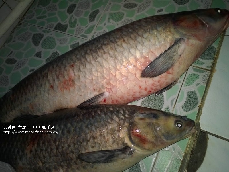 今天钓起47斤大论坛-渔友视频-摩托车之家-乌青李珂钧图片