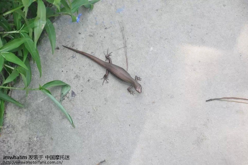 小跑缙云山,下山时享受大排机车党的注目礼! -