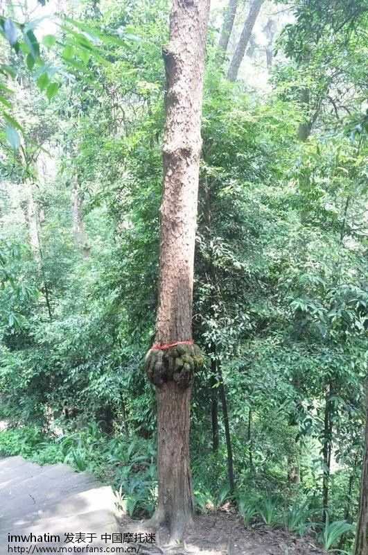 小跑缙云山,下山时享受大排机车党的注目礼! -