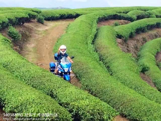 连江长龙茶山风景如画