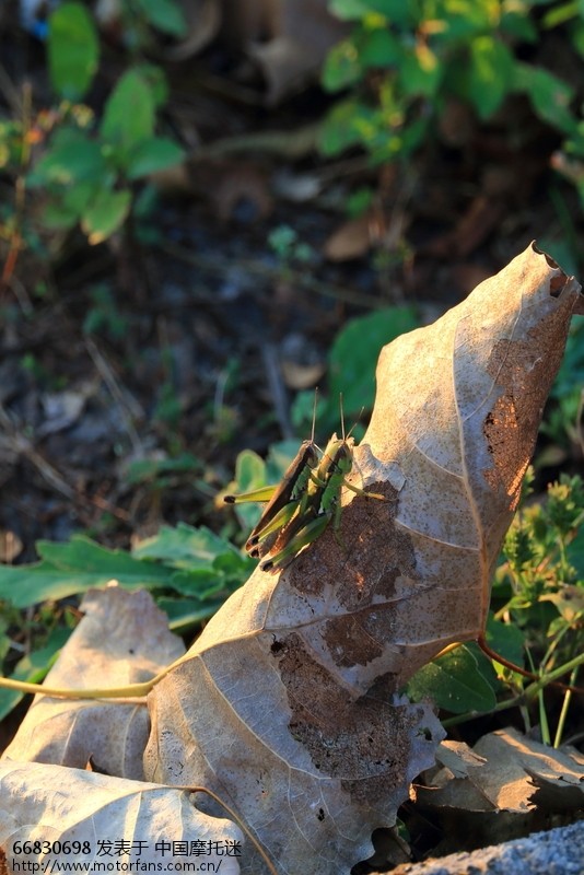 4天小踏板摩旅皖南1300余公里 - 上海摩友交流