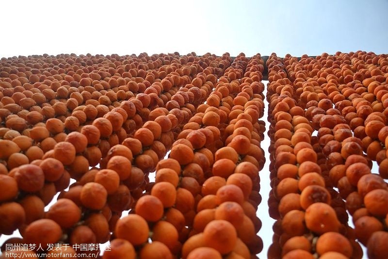 【摩旅活动】中国柿饼之乡-富平县马坡村 - 陕