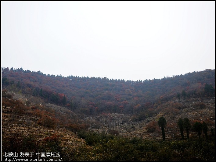 崮乡枫叶格外红,千年古松耸山中。秋意之三,蒙