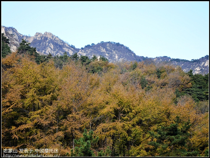 崮乡枫叶格外红,千年古松耸山中。秋意之三,蒙