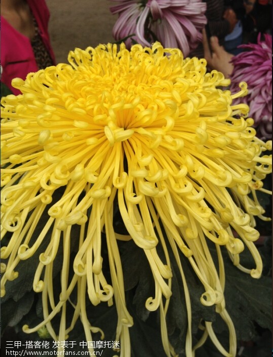 中山小榄菊花会 - 豪爵铃木-骑式车讨论专区 - 骊驰GW250 - 摩托车论坛 - 中国第一摩托车论坛 - 摩旅进行到底!