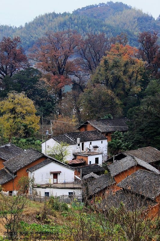塔川傍边的协里秋色如画 - 上海摩友交流区 - 摩