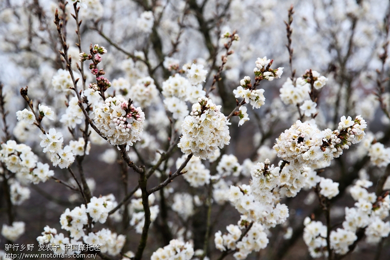 西乡樱桃沟雾里看花… - 陕西摩友交流区 - 摩托