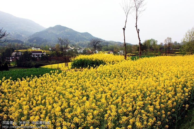 15年中国最美油菜花海地-汉中摄影3日游