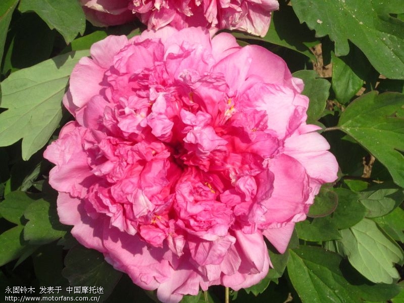 2015古县牡丹节 - 山西摩友交流区