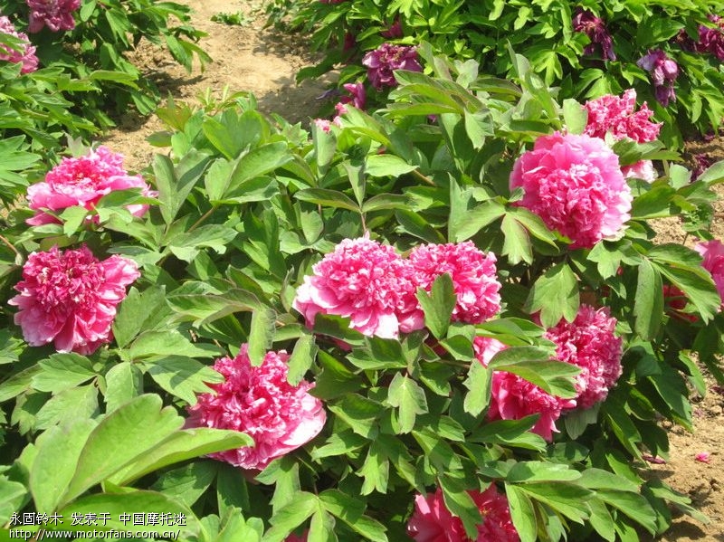 2015古县牡丹节 - 山西摩友交流区 - 摩托车论坛