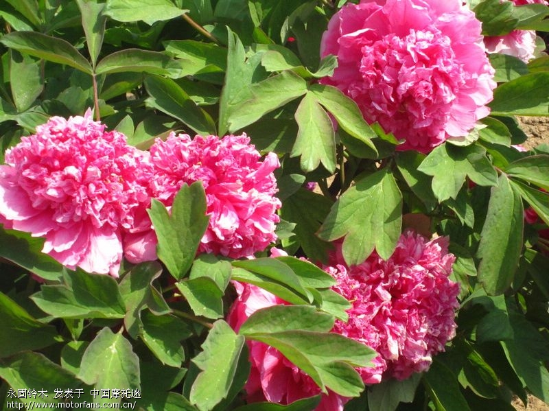 2015古县牡丹节 - 山西摩友交流区 - 摩托车论坛